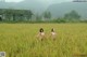 Two naked women walking through a field of tall grass.